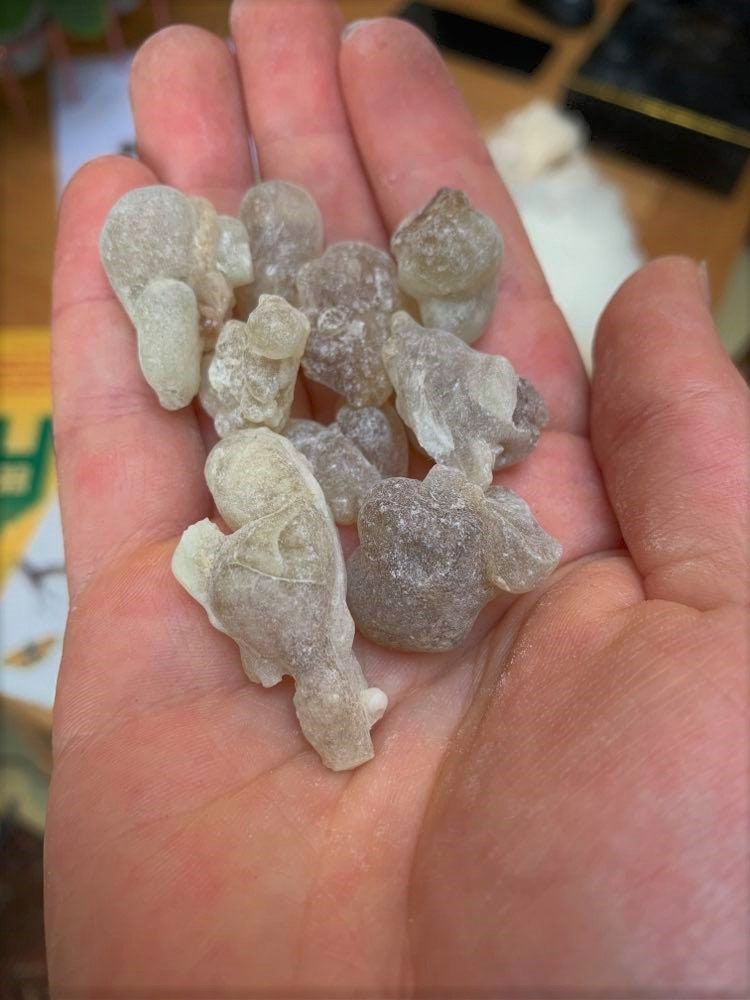 Fresh Royal Green Hojari - Large Tears - Boswellia sacra - Highest Grade Frankincense