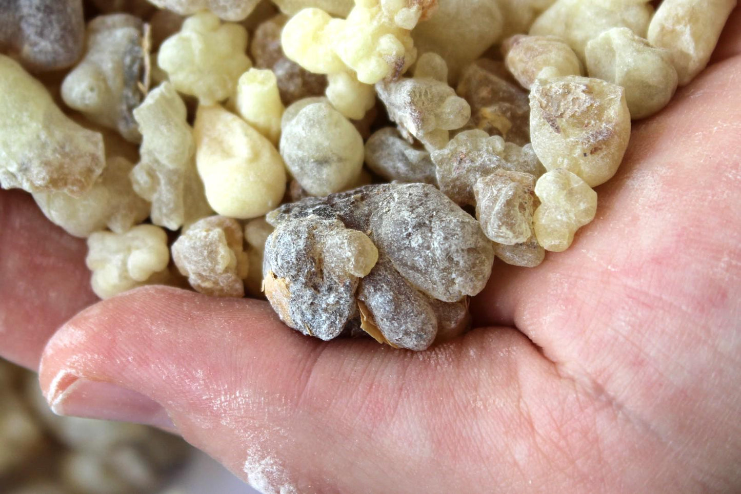 White Occulata Frankincense - High Grade Boswellia occulta