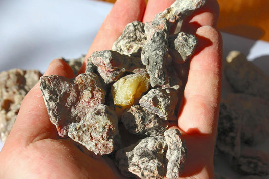 Estonian Spruce Resin - Picea abies