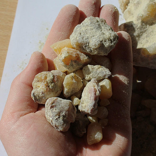 Ocote Copal - Montezuma Pine Resin - Pinus moctezumae