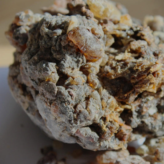 Dark Socotran Frankincense - Boswellia aspleniifolia