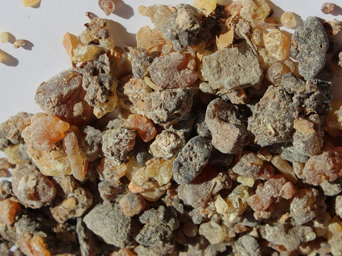 Dark Socotran Frankincense - Boswellia aspleniifolia