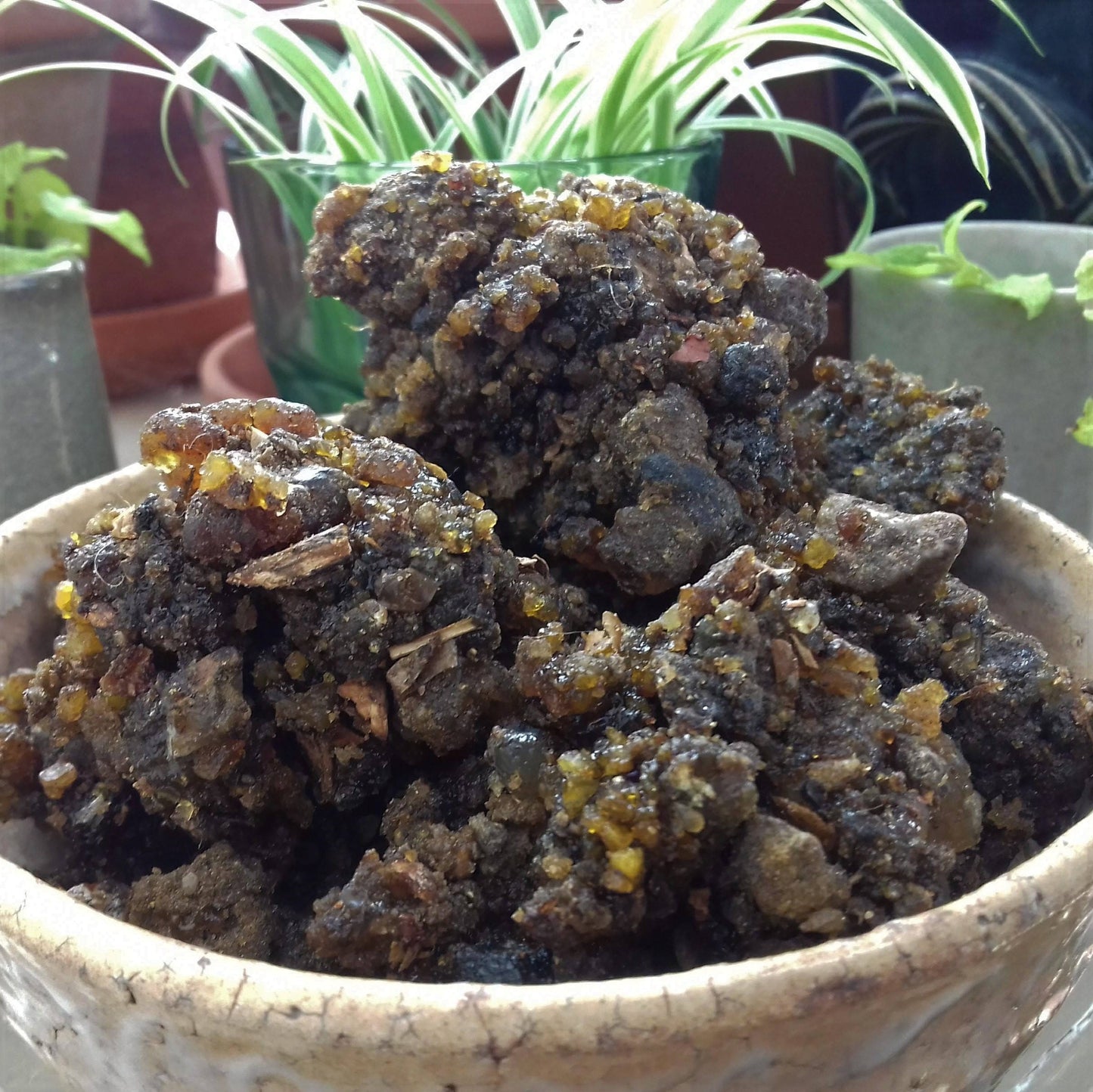 Indian Guggul Incense Resin
