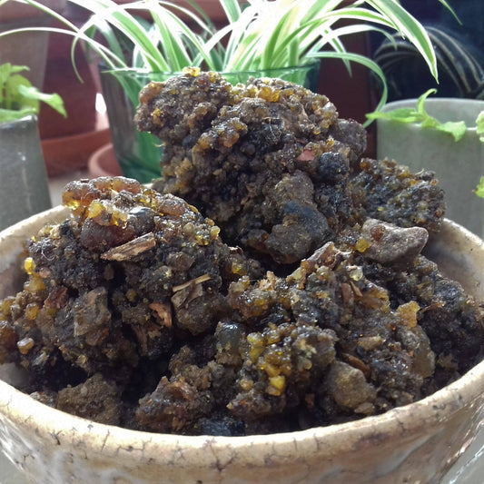 Indian Guggul Incense Resin