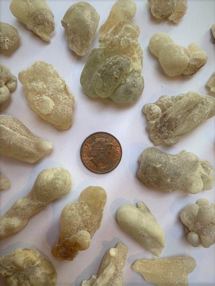 Fresh Royal Green Hojari - Large Tears - Boswellia sacra - Highest Grade Frankincense