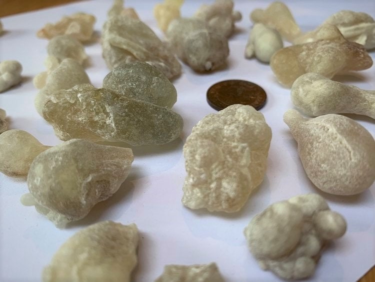 Fresh Royal Green Hojari - Large Tears - Boswellia sacra - Highest Grade Frankincense