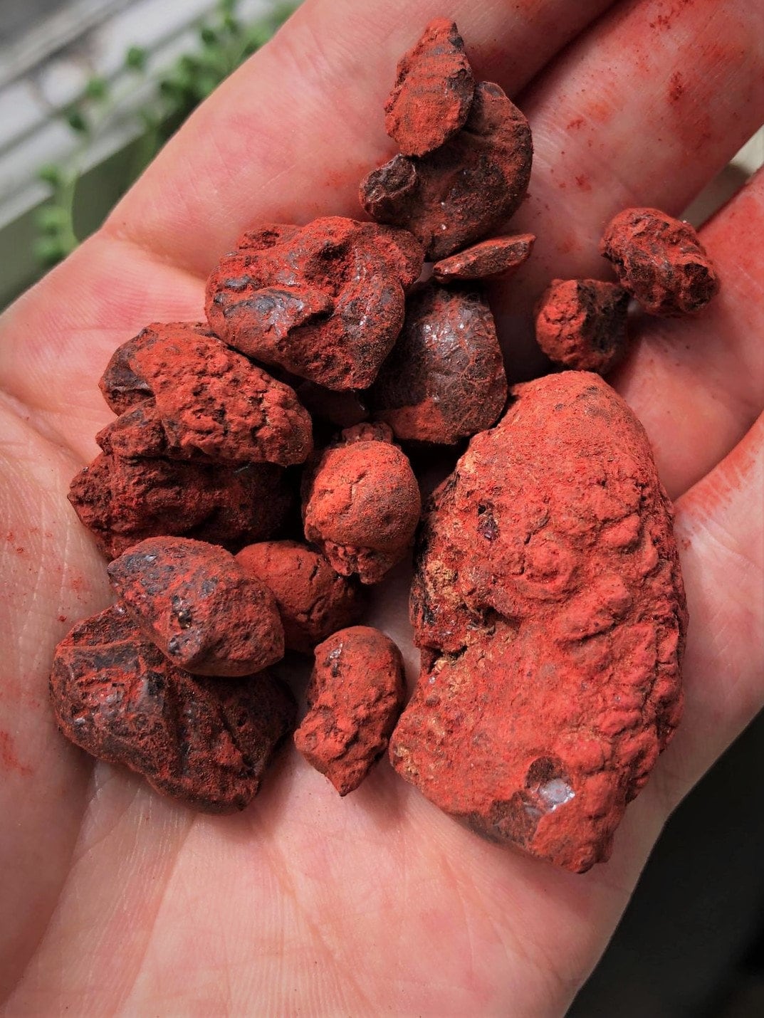 True Dragon's Blood Incense - Resin from Socotra