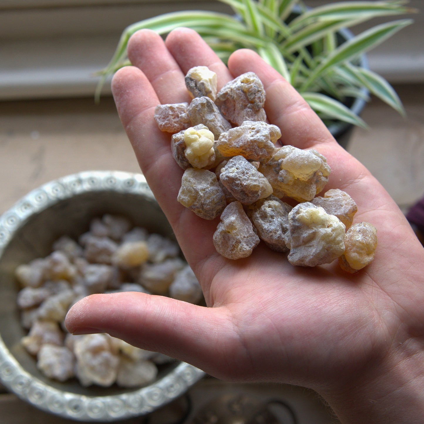 Sudanese 'Supergrade' Frankincense