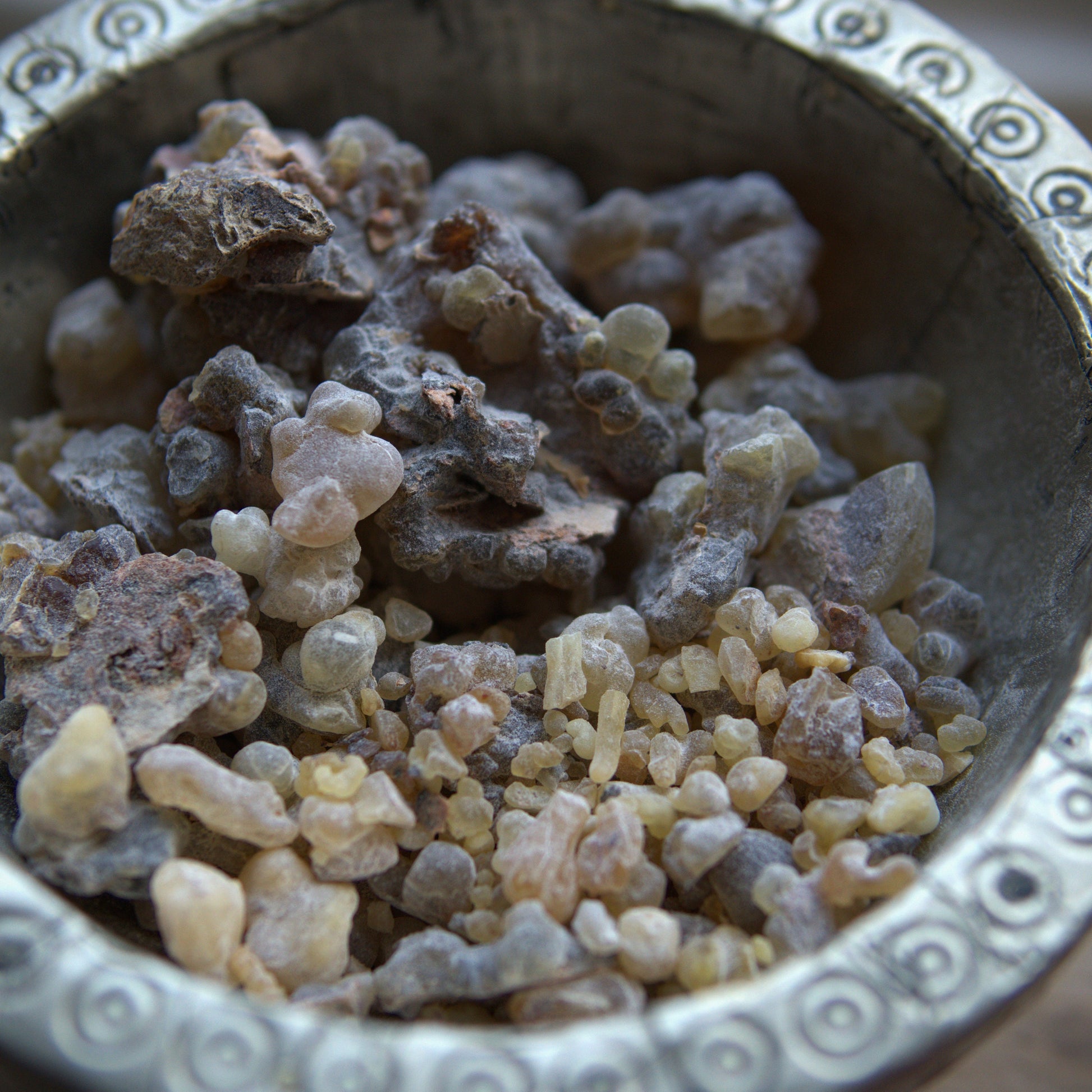 New Species Frankincense - 'Dark' Boswellia occulta
