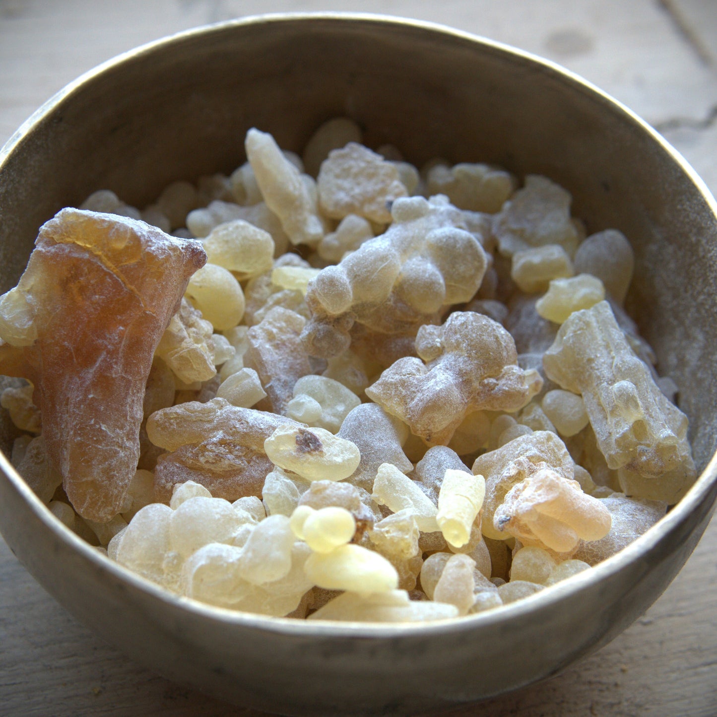 Rare Hybrid Frankincense - Boswellia carterii x sacra