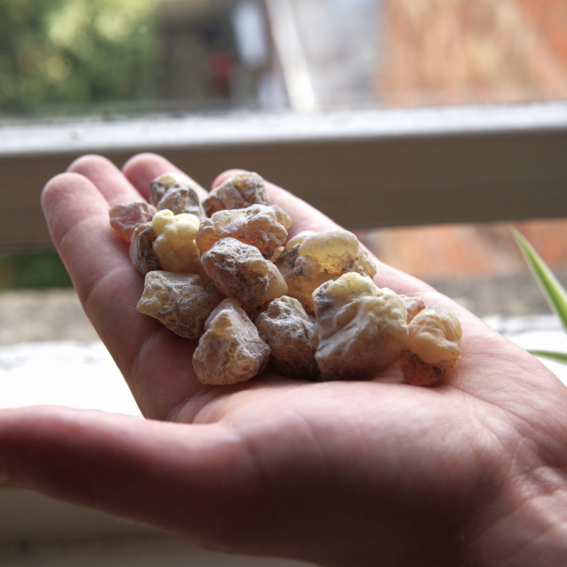 Sudanese 'Supergrade' Frankincense
