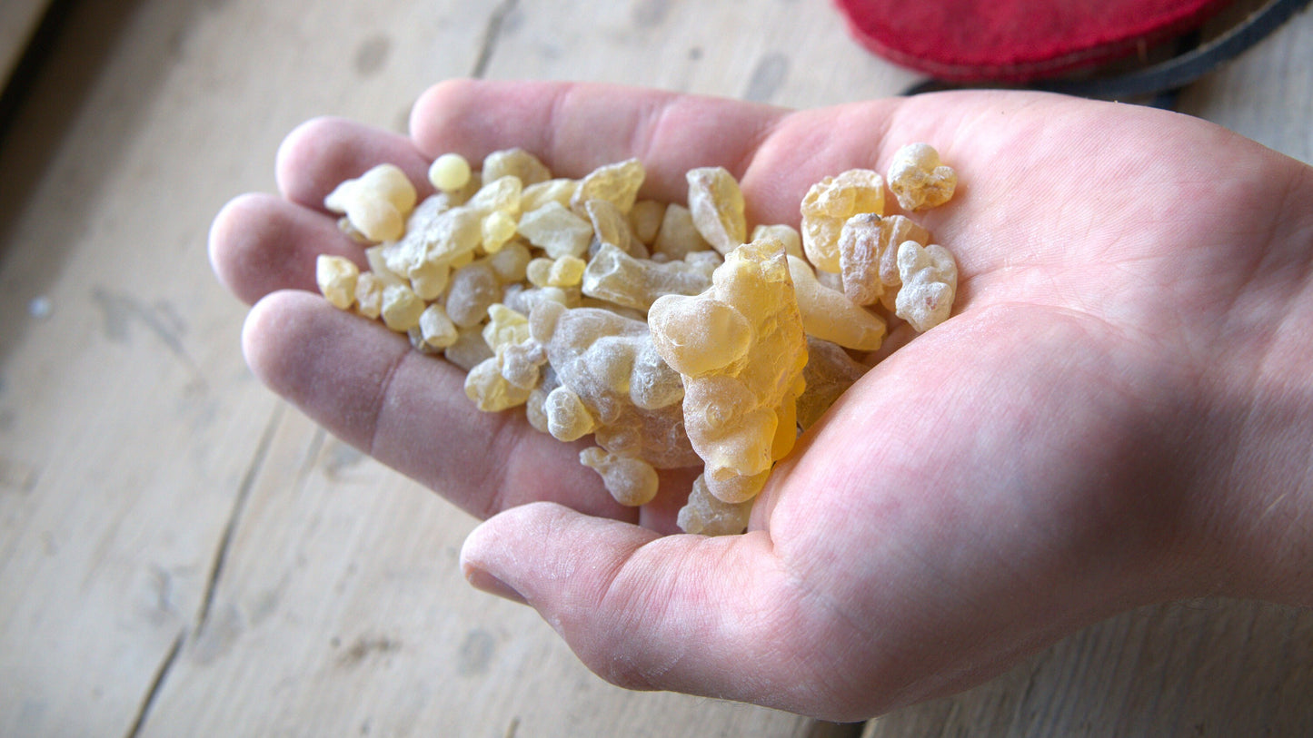 Rare Hybrid Frankincense - Boswellia carterii x sacra