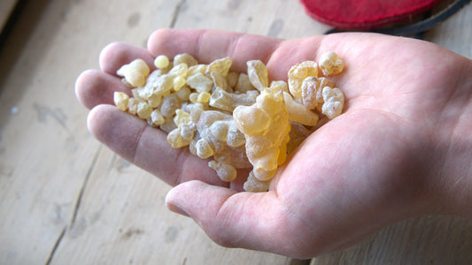 Rare Hybrid Frankincense - Boswellia carterii x sacra