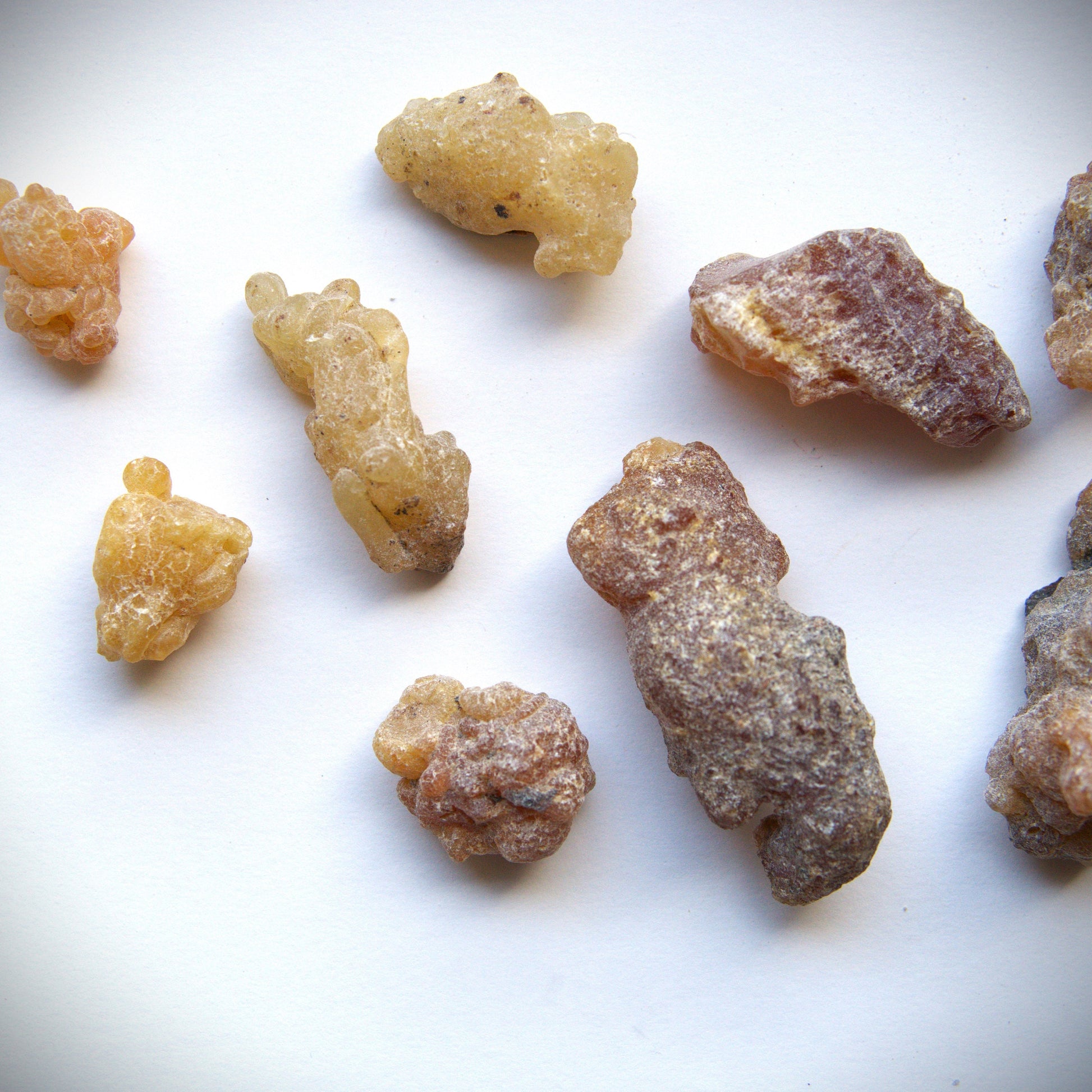 Peruvian 'Myrrh' Incense Resin - Styrax weberbaueri