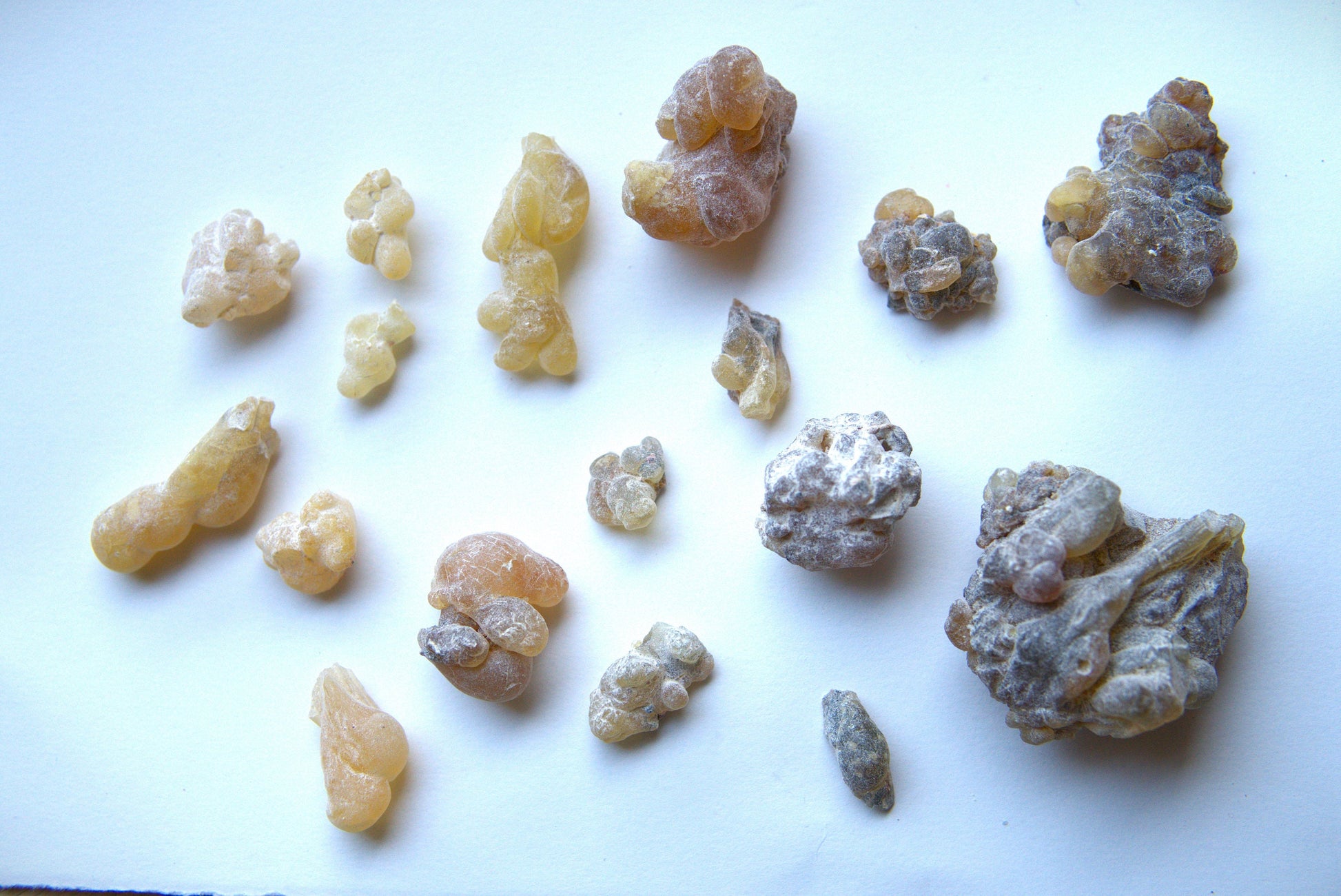 New Species Frankincense - 'Dark' Boswellia occulta