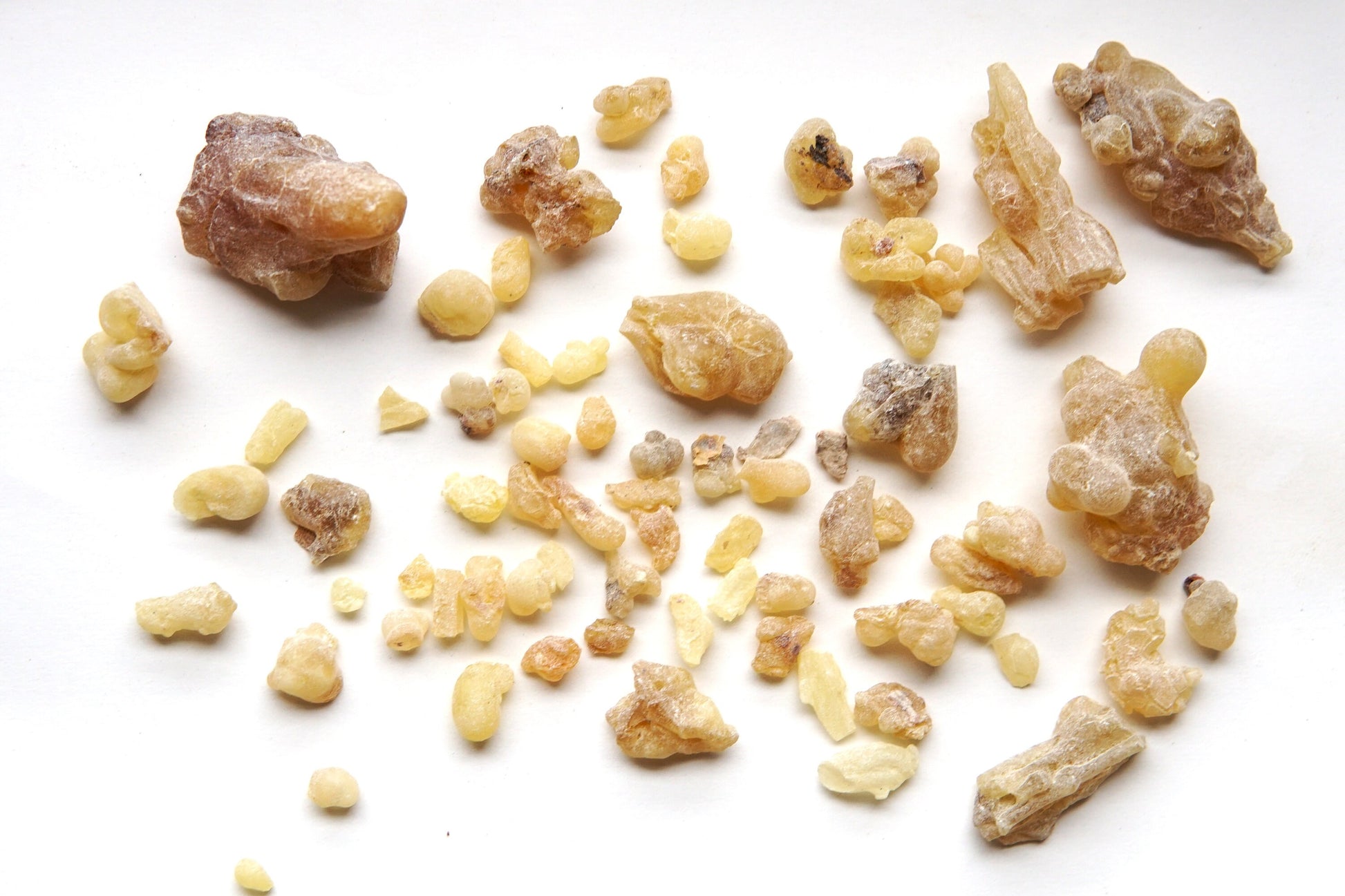 Rare Hybrid Frankincense - Boswellia carterii x sacra