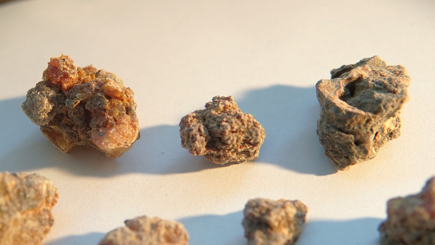Bittersweet Myrrh 'Opoponax Hagar'