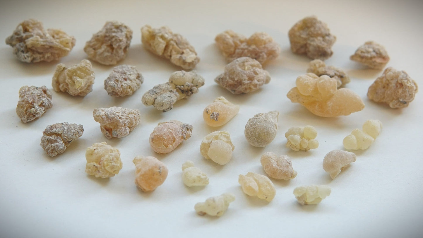 Indian Frankincense - Boswellia serrata - Grade 2