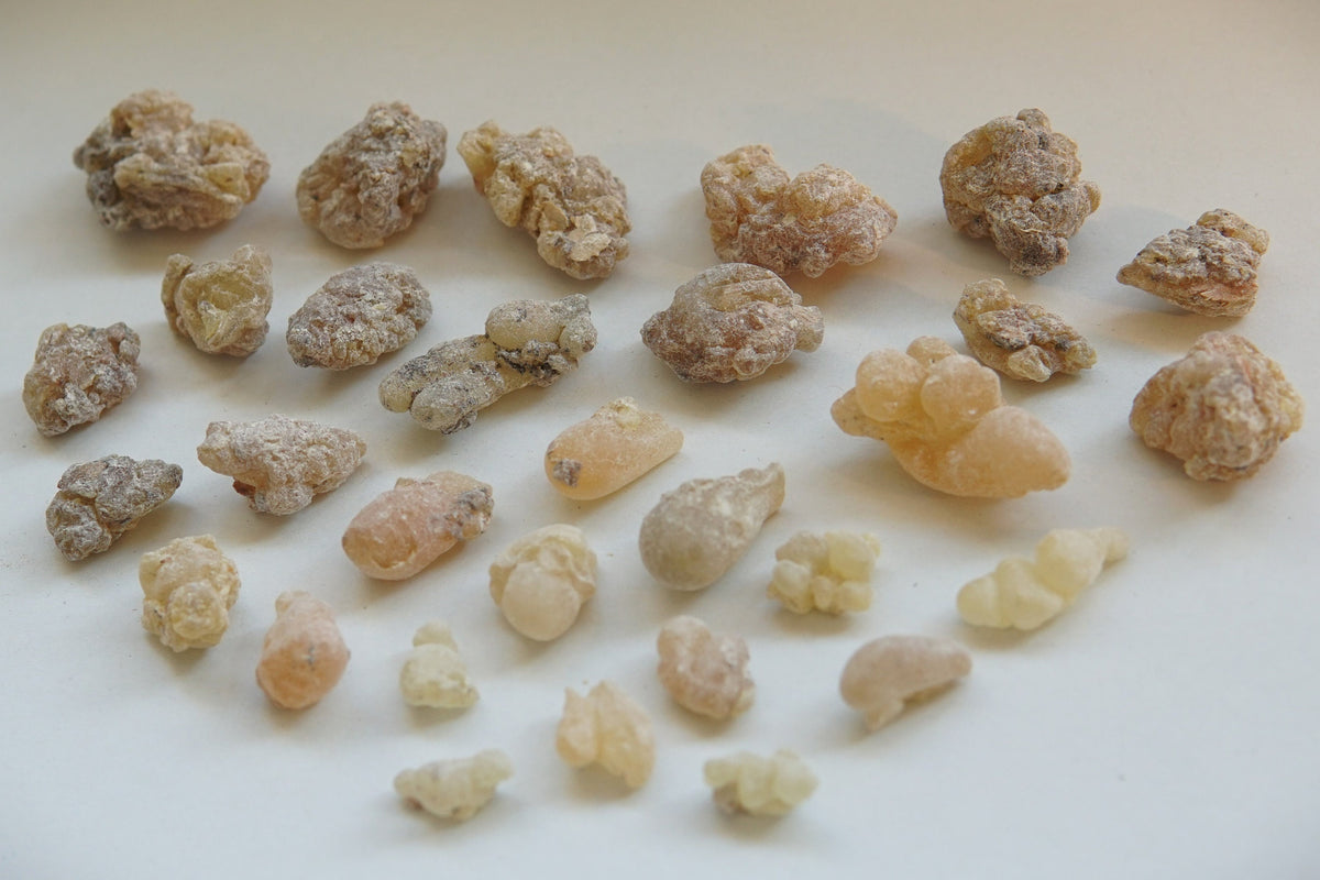 Indian Frankincense - Boswellia serrata - Grade 2