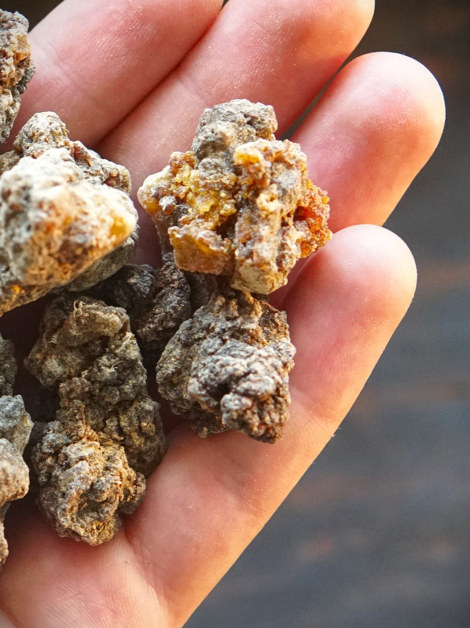 Bittersweet Myrrh 'Opoponax Hagar'