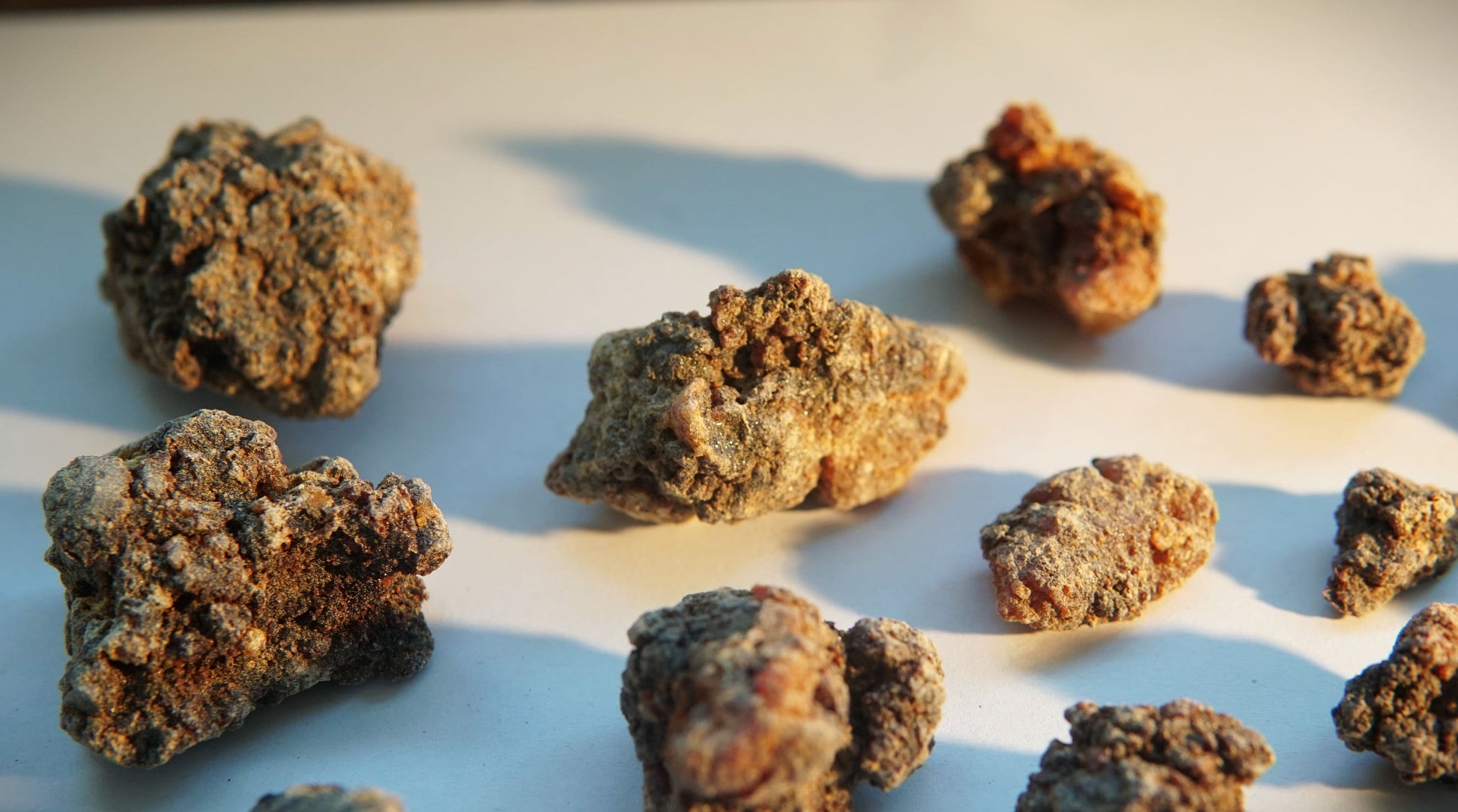 Bittersweet Myrrh 'Opoponax Hagar'