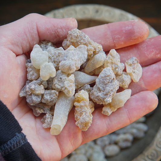 Indian Frankincense - Boswellia serrata - Grade 2
