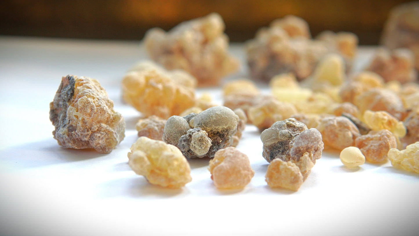 Rare Socotran Frankincense - White Boswellia aspleniifolia