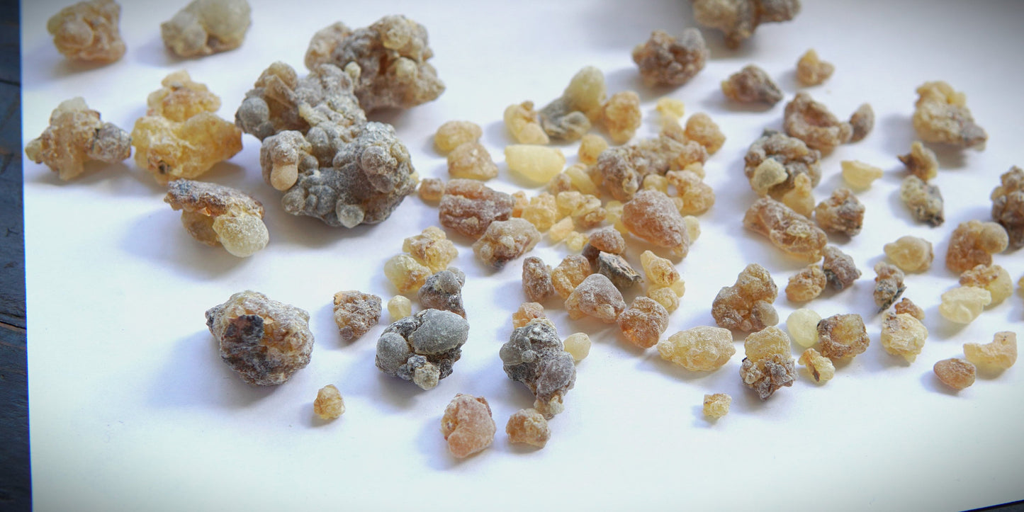 Rare Socotran Frankincense - White Boswellia aspleniifolia