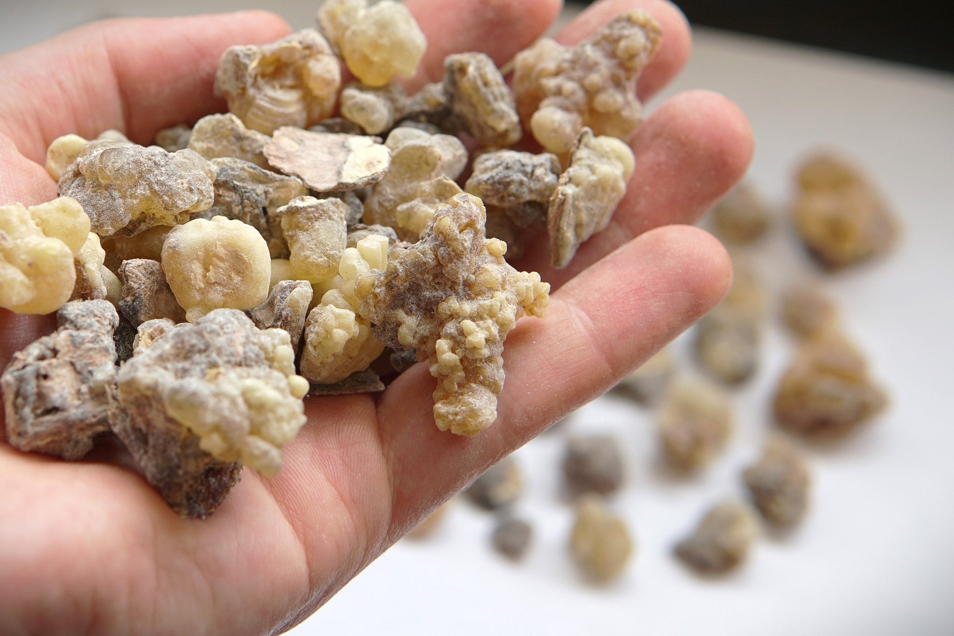 Newly Discovered Frankincense from Pakistan