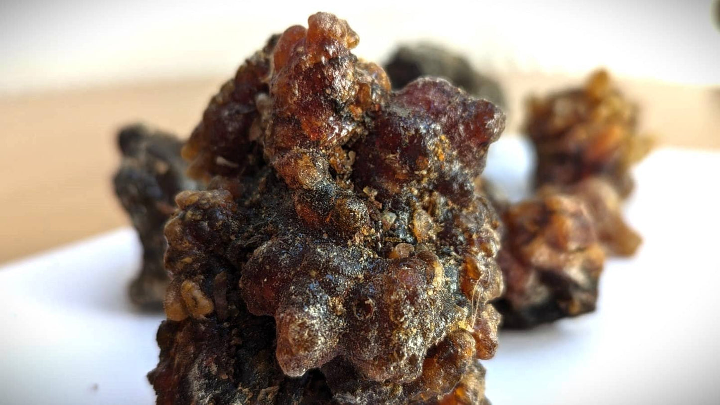 Fresh Omani Myrrh - Fruity, dark, bitter incense resin from Oman - Commiphora wightii