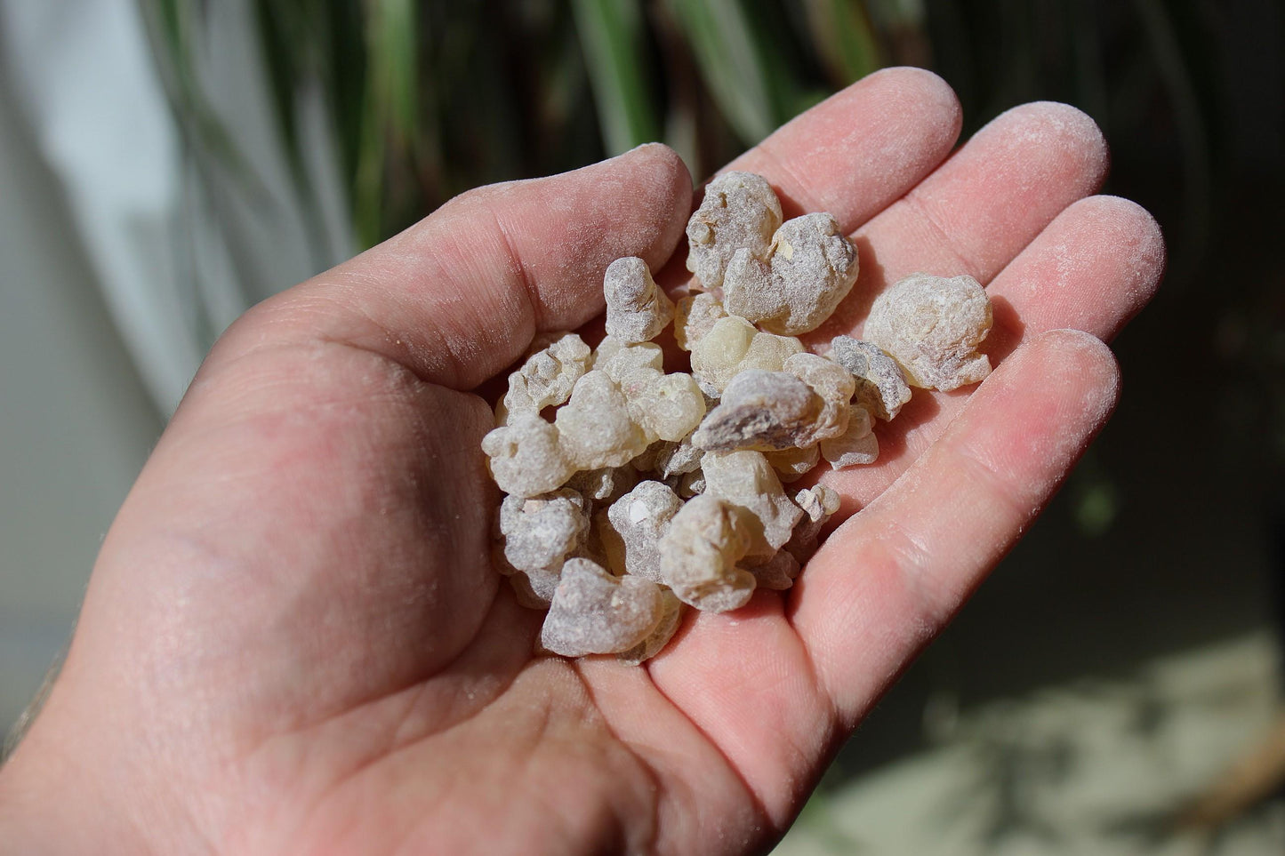 Red Royal Frankincense - Sweet, boswellic incense resin - Boswellia sacra