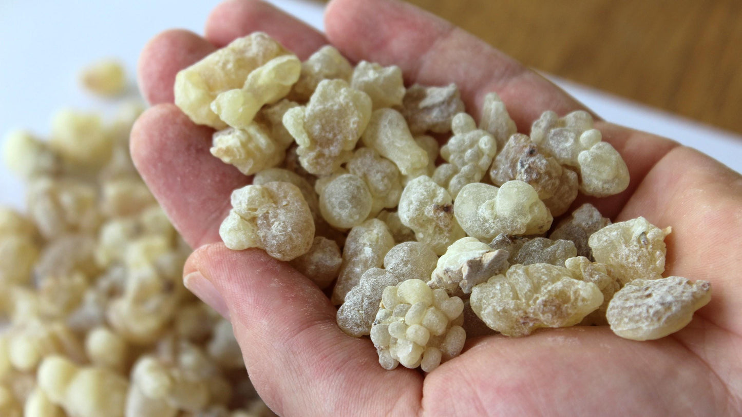 Royal White Hojari Frankincense - Boswellia sacra