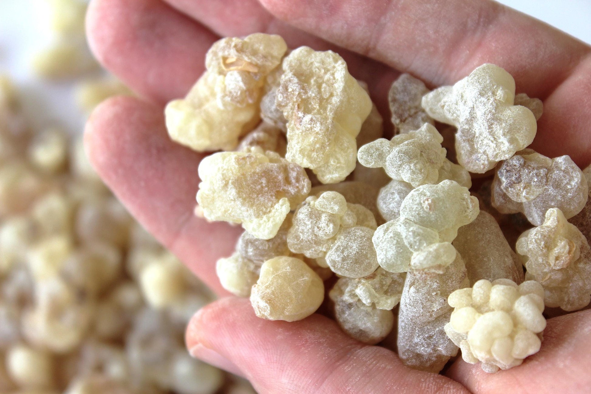 Royal White Hojari Frankincense - Boswellia sacra