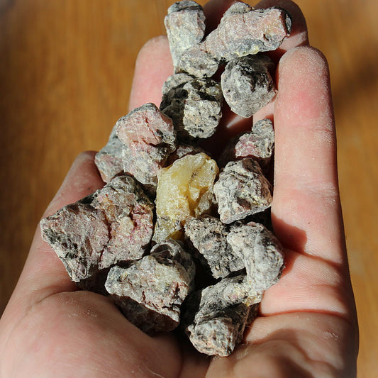 Estonian Spruce Resin - Picea abies