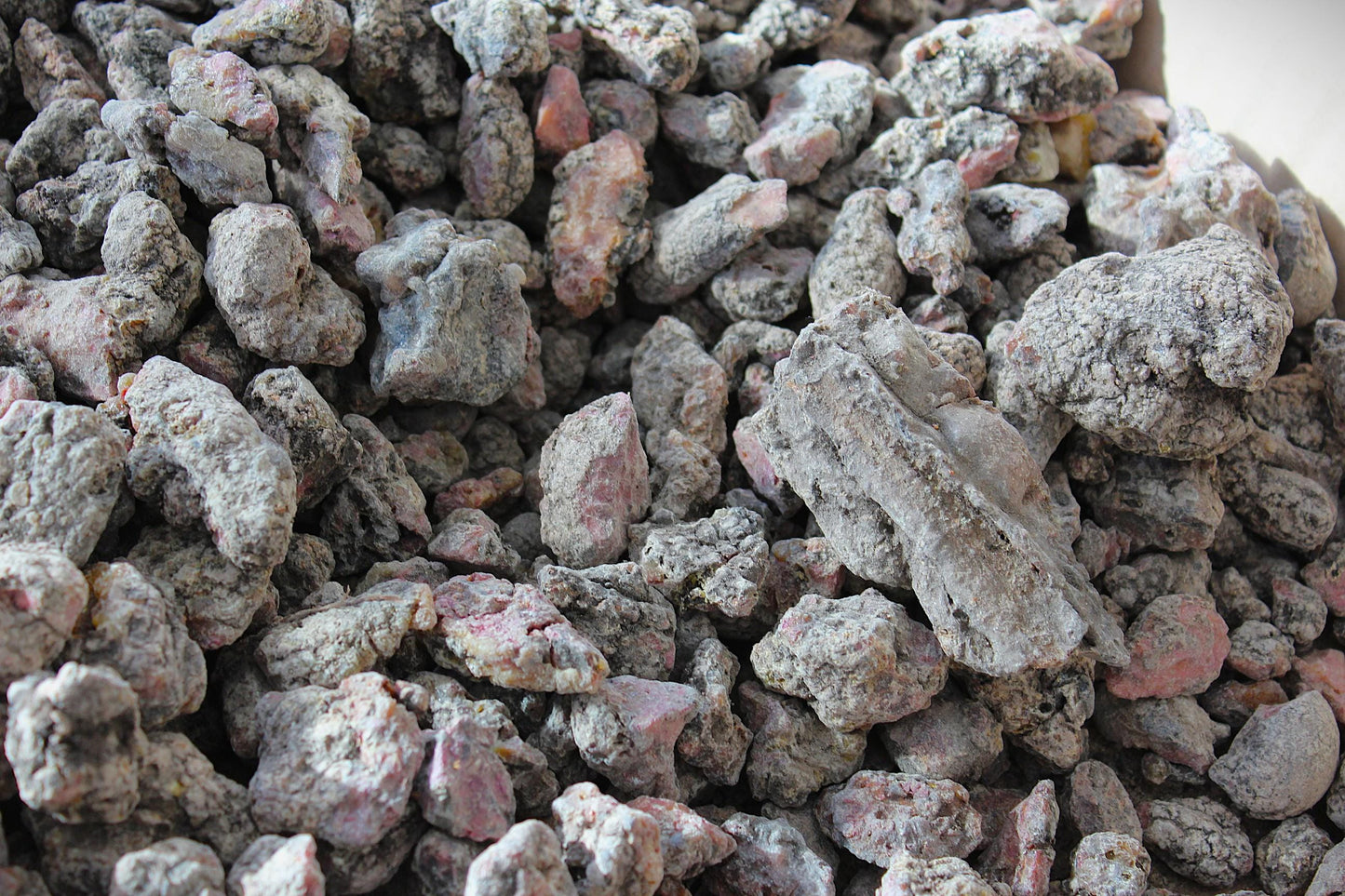 Estonian Spruce Resin - Picea abies
