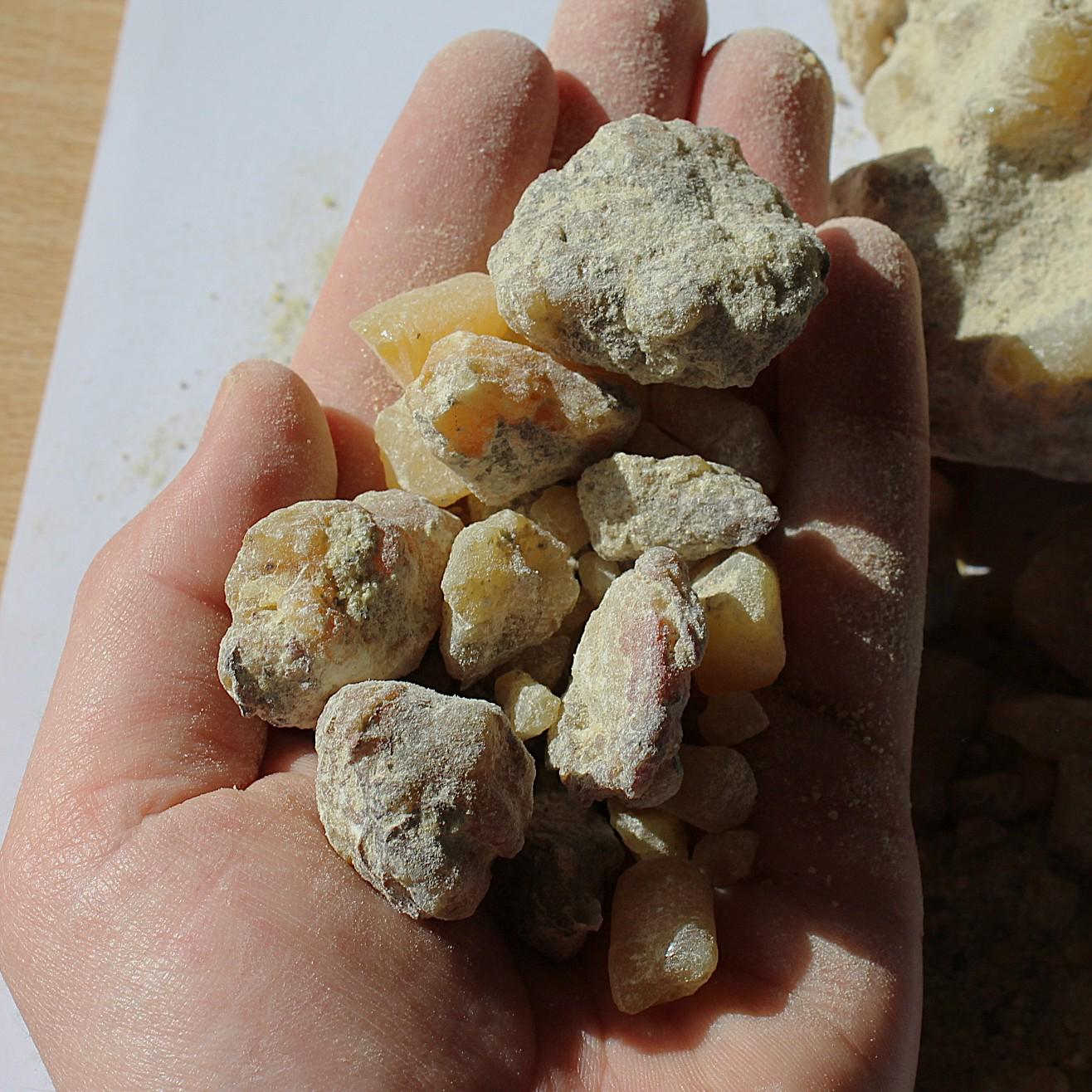Ocote Copal - Montezuma Pine Resin - Pinus moctezumae