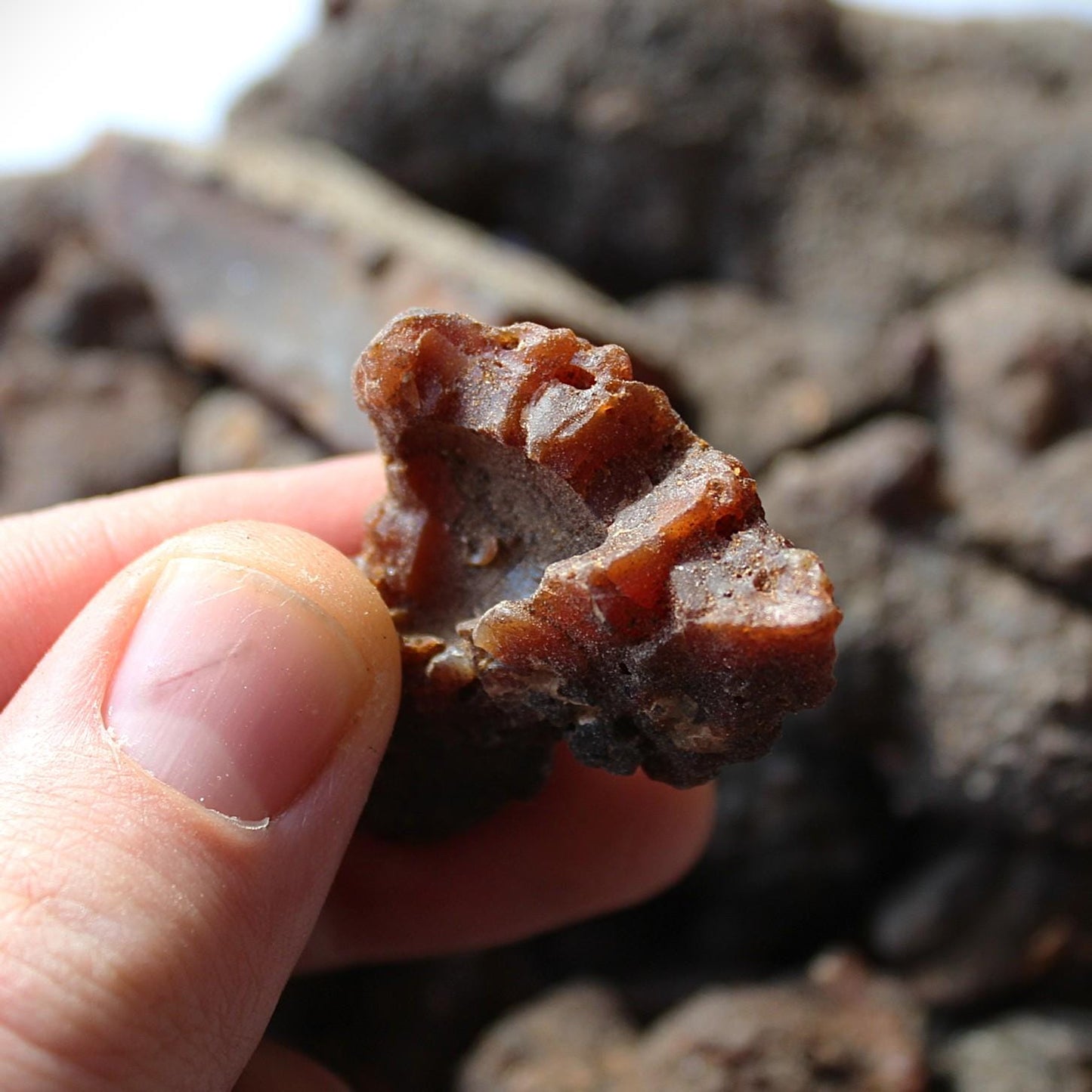 Copal Torote Incense Resin from Mexico