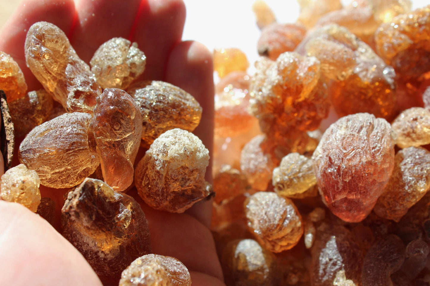 Mesquite Copal - Fruity, sweet, earthy incense resin from Peru - Prosopis alba