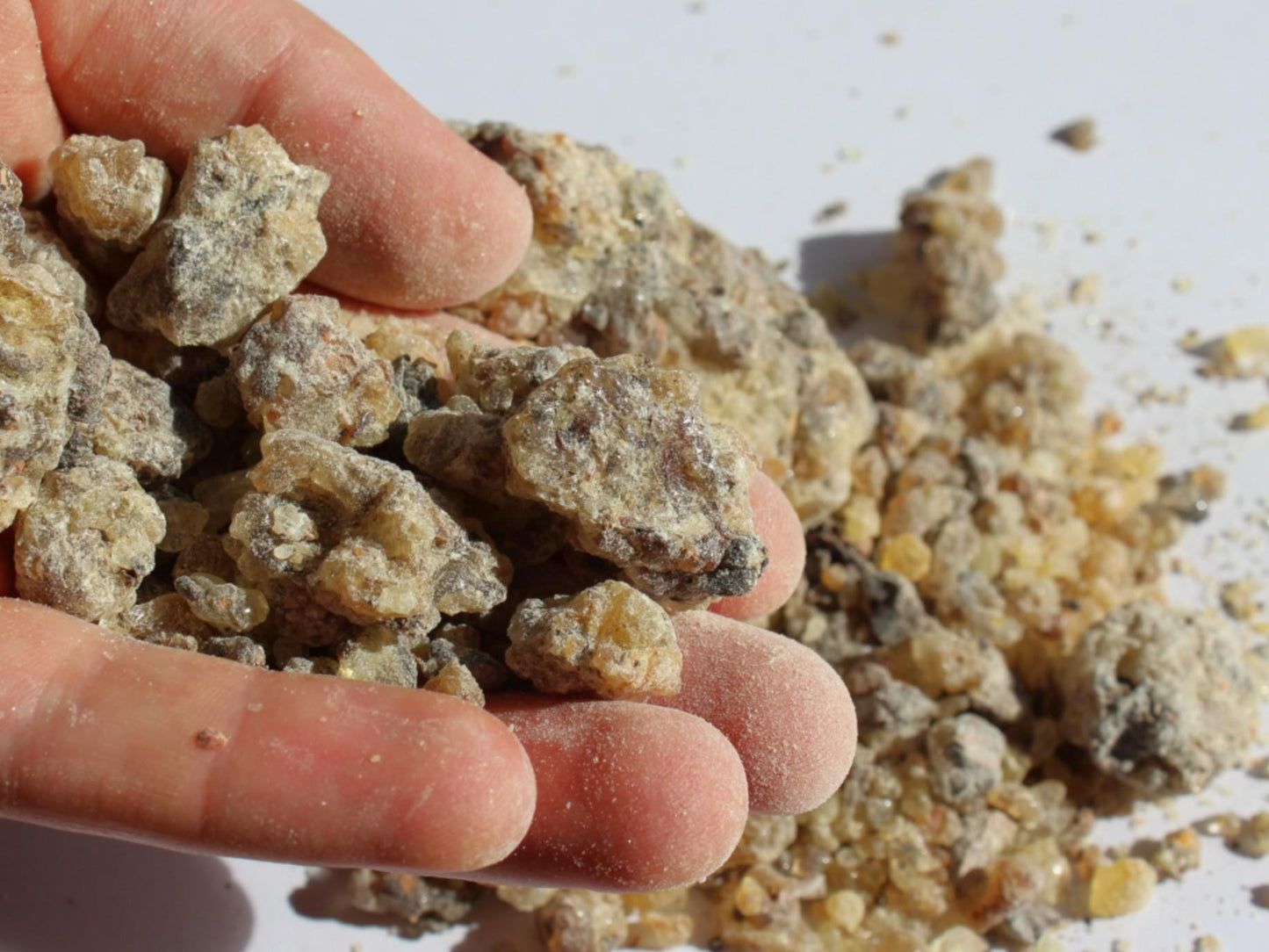 Rarest Frankincense - Boswellia bullata - Floral, piney, citrus incense resin