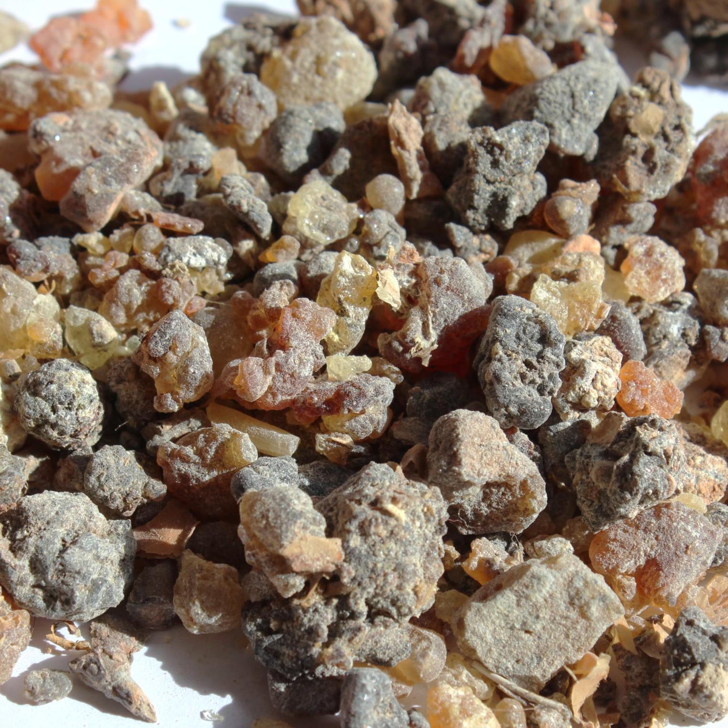 Dark Socotran Frankincense - Boswellia aspleniifolia