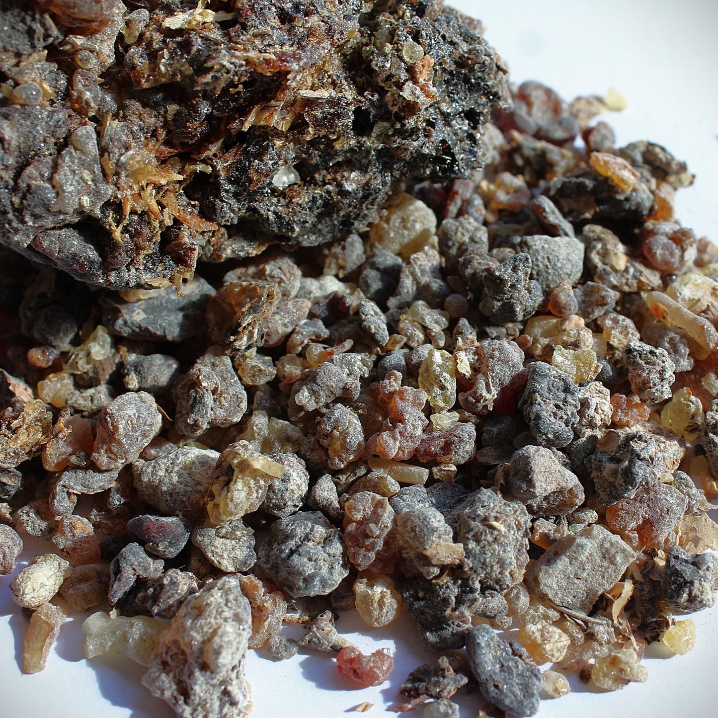 Dark Socotran Frankincense - Boswellia aspleniifolia