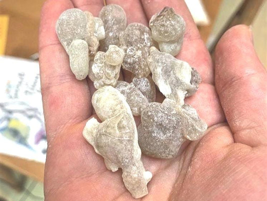 Fresh Royal Green Hojari - Large Tears - Boswellia sacra - Highest Grade Frankincense