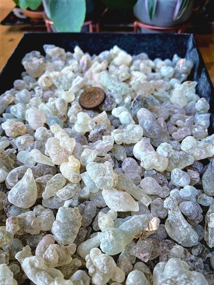 Organic Royal Green Hojari - Normal Size Tears - Frankincense resin - Boswellia sacra