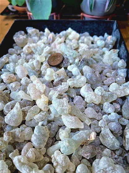 Organic Royal Green Hojari - A1 Frankincense Resin - Medium