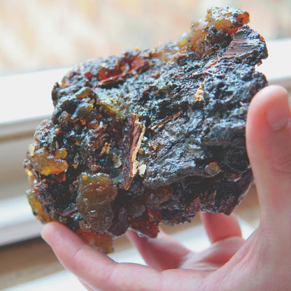 Rare Socotran Myrrh - Commiphora ornifolia