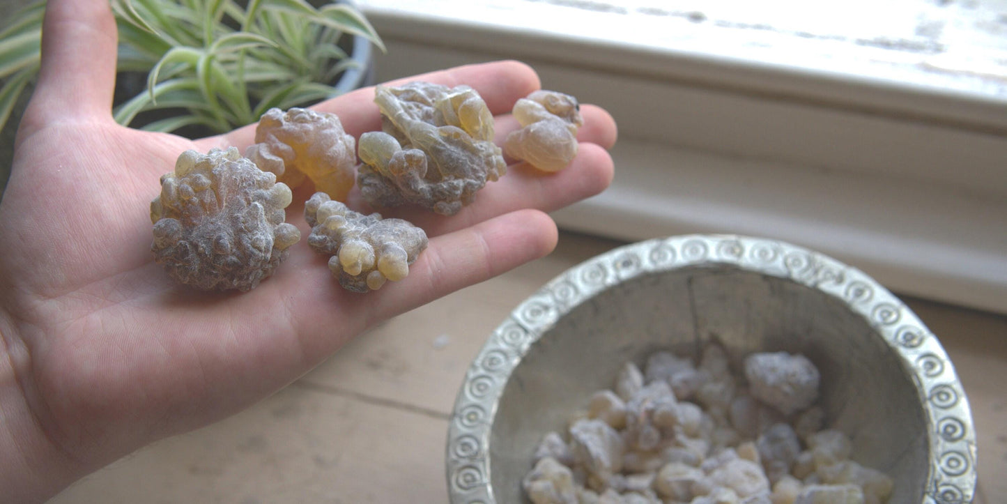 New Species Frankincense - 'Dark' Boswellia occulta