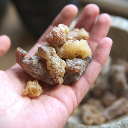 Peruvian 'Myrrh' Incense Resin - Styrax weberbaueri