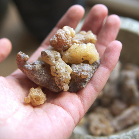 Peruvian 'Myrrh' Incense Resin - Styrax weberbaueri